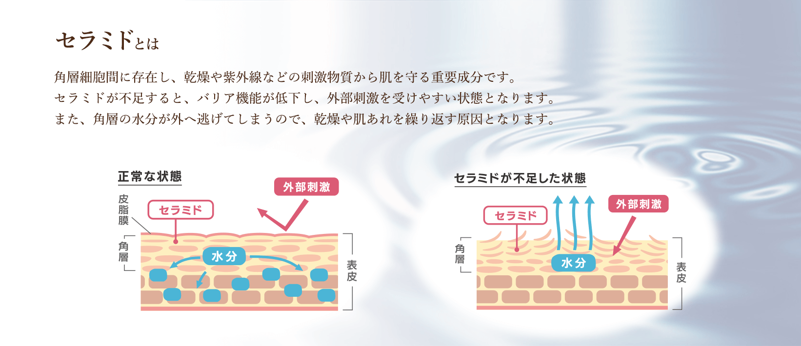 セラミドとは