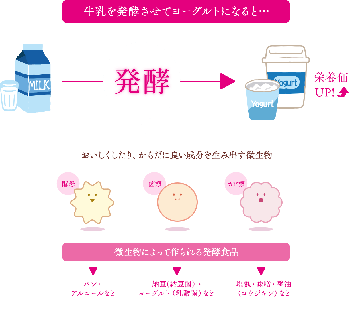 牛乳を発酵させてヨーグルトになると･･･